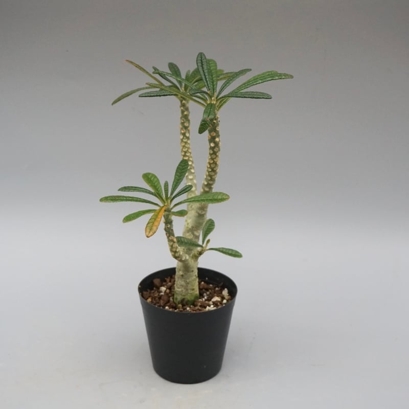 ドルステニア ギガス031 Dorstenia gigas | Sunny Branch
