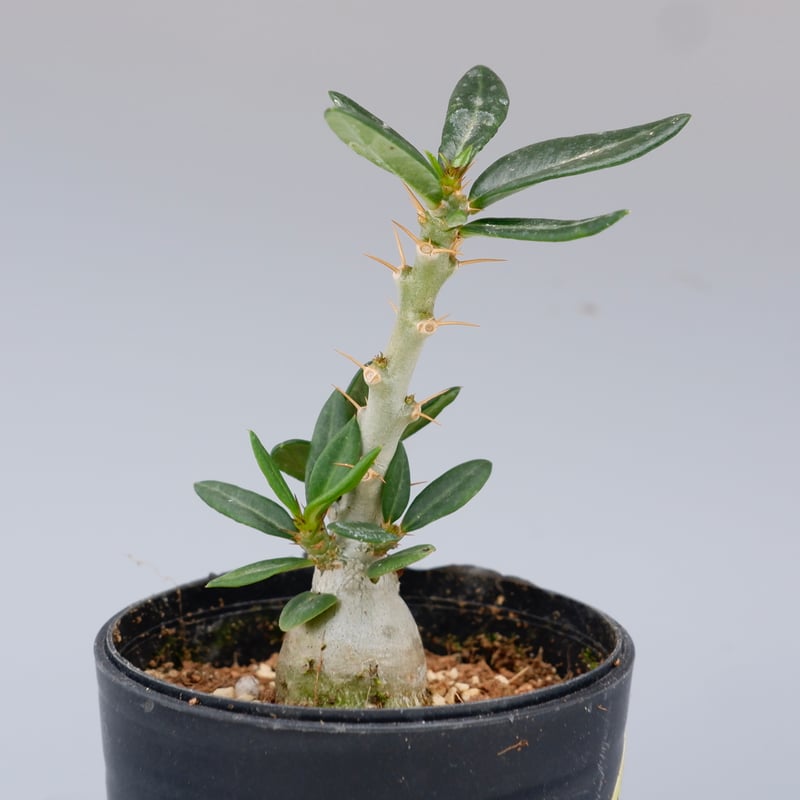パキポディウム ビスピノーサム Pachypodium bispinosum 003 | Su