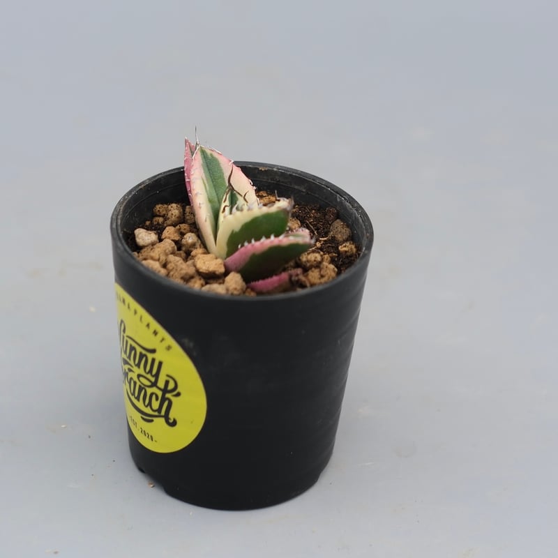 アガベ チタノタ スナグルトゥース Agave titanota Snaggle