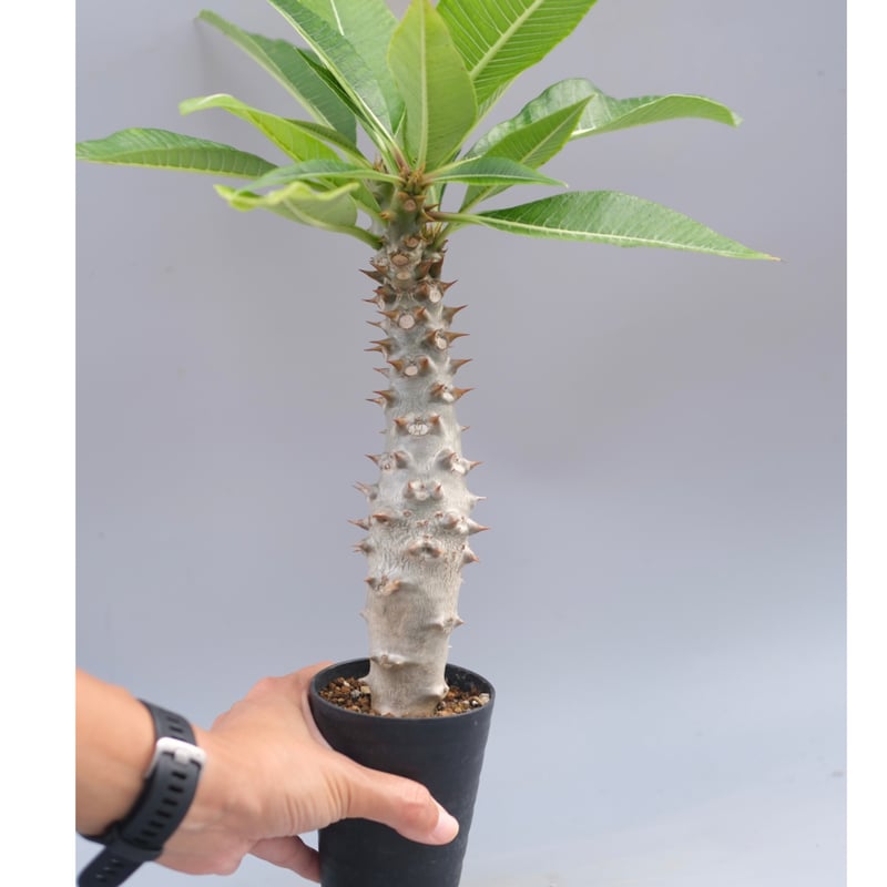 パキポディウム バロニー実生株040 Pachypodium baronii | Sunny