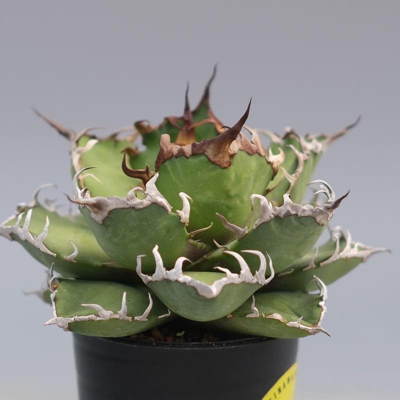 アガベ チタノタ シーザー Agave titanota caesar 196 | Sunny