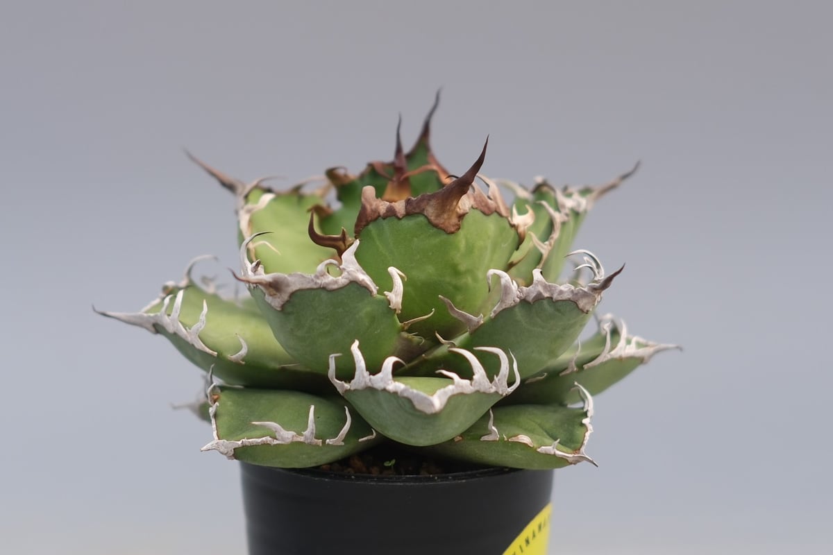 アガベ チタノタ シーザー Agave titanota caesar 196 | Sunny