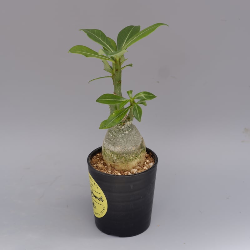 超大株 アデニウム　ソマレンセ アデニウム ソマレンセ 【大株】（発根済み） RF22786 | RAFLUM