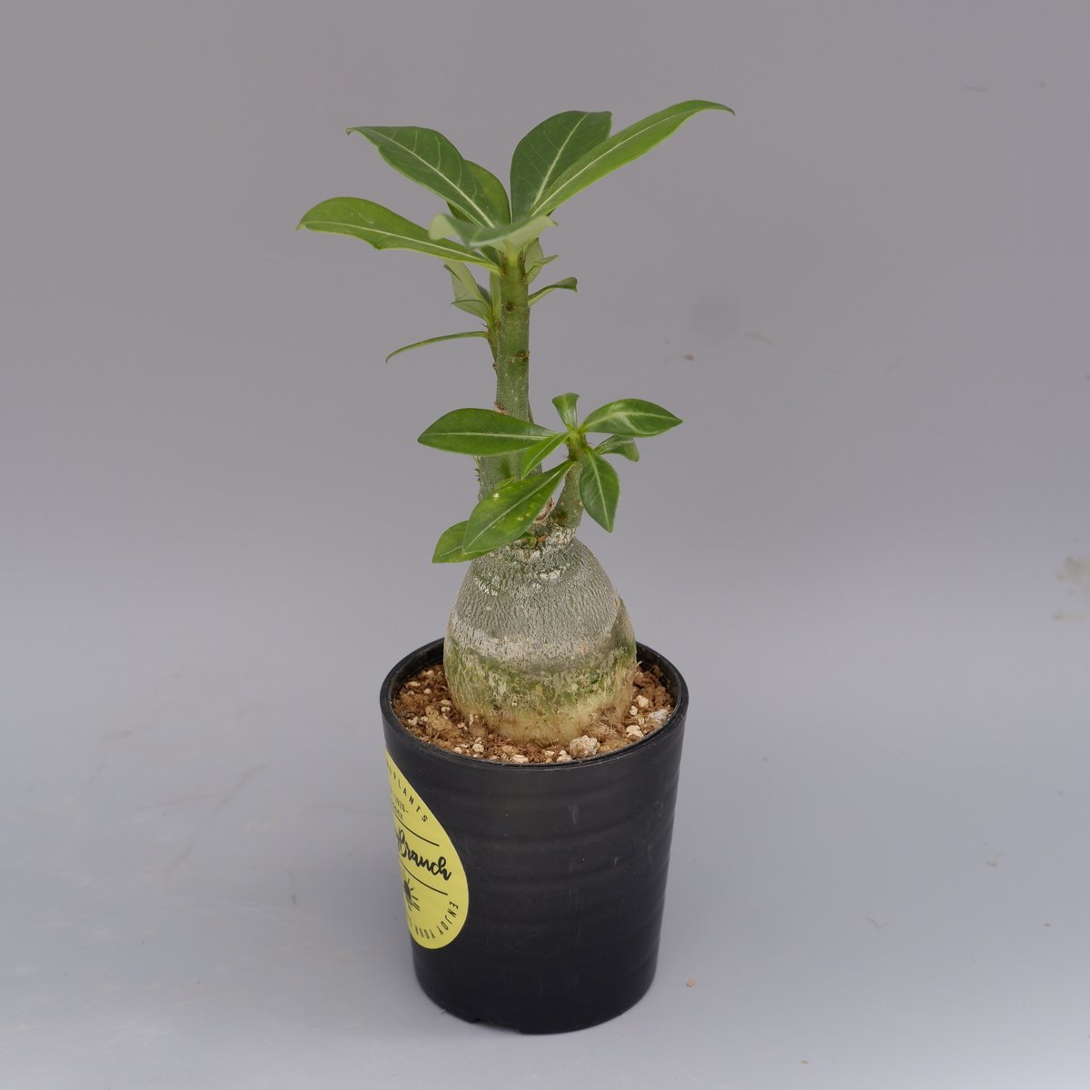 アデニウム ソマレンセ 実生株 Adenium somalense 003 | Sunny B アデニウム ソマレンセ 実生株 Adenium somalense 003 | Sunny B