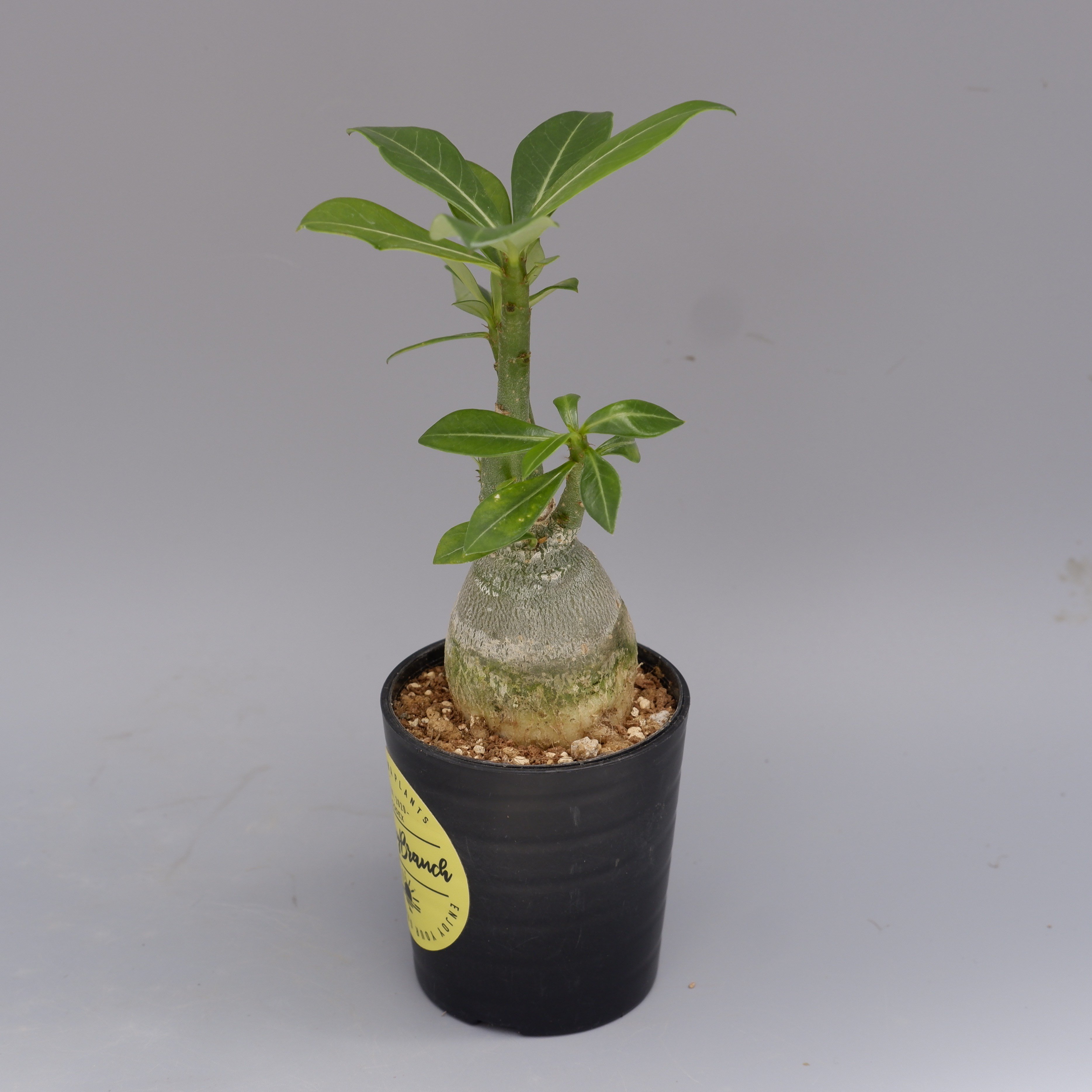 アデニウム ソマレンセ 実生株 Adenium somalense 003 | Sunny B