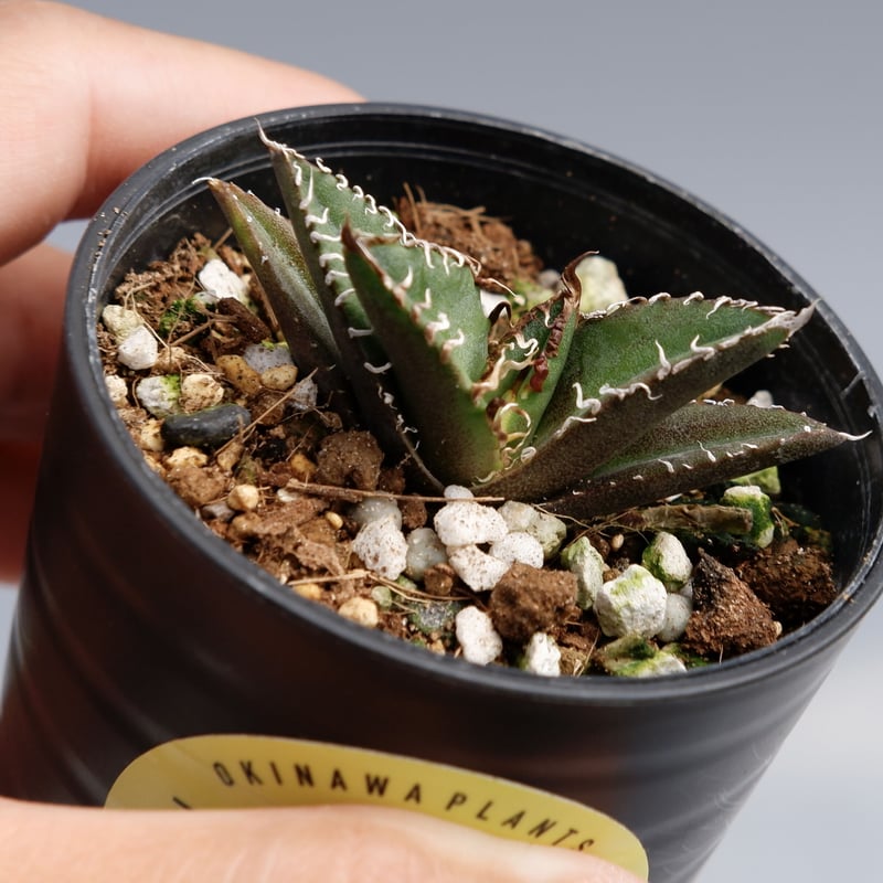 アガベ チタノタ シーザー Agave titanota caesar 023 | Sunny