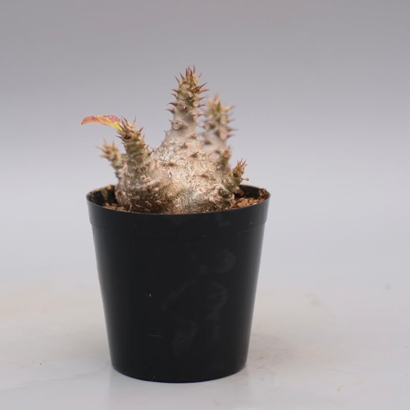 パキポディウム ウィンゾリー パキポディウム ウィンゾリー 実生株 127 Pachypodium windsorii |