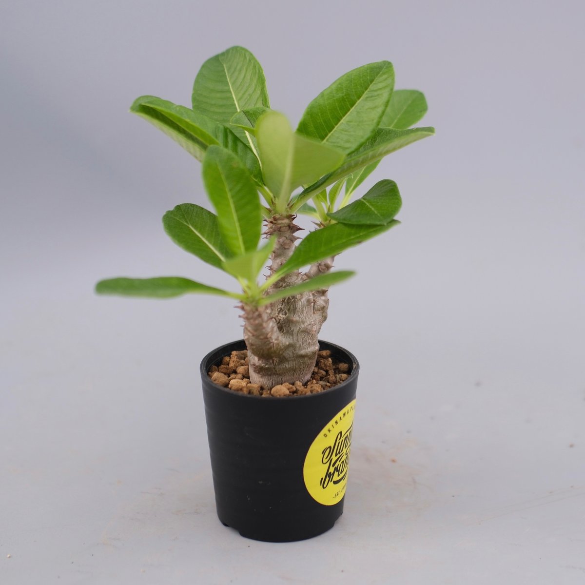 パキポディウム ウィンゾリー 実生株 060 Pachypodium windsorii |