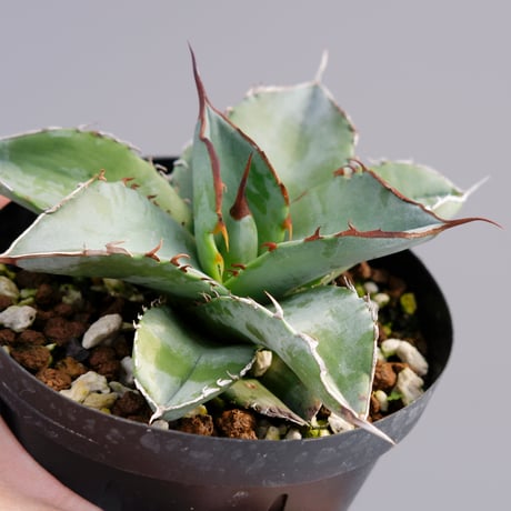 アガベホワイトアイス | STORES