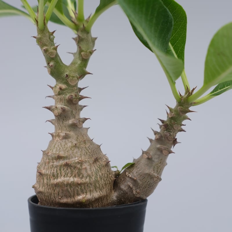 パキポディウム ウィンゾリー 実生株 073 Pachypodium windsorii |