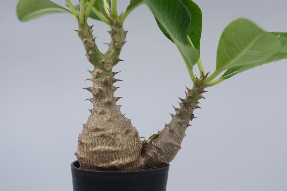 パキポディウム ウィンゾリー 実生株 073 Pachypodium windsorii |