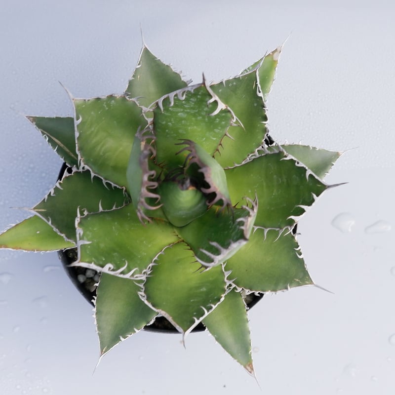 アガベ ホリダ 027 Agave horrida 強棘 | Sunny Branch アガベ ホリダ 027 Agave horrida 強棘 | Sunny Branch