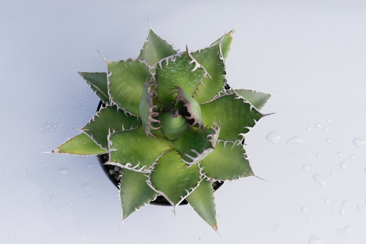 アガベ ホリダ 027 Agave horrida 強棘 | Sunny Branch アガベ ホリダ 027 Agave horrida 強棘 | Sunny Branch