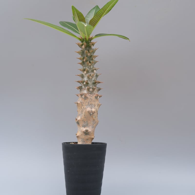 パキポディウム バロニー実生株028 Pachypodium baronii | Sunny