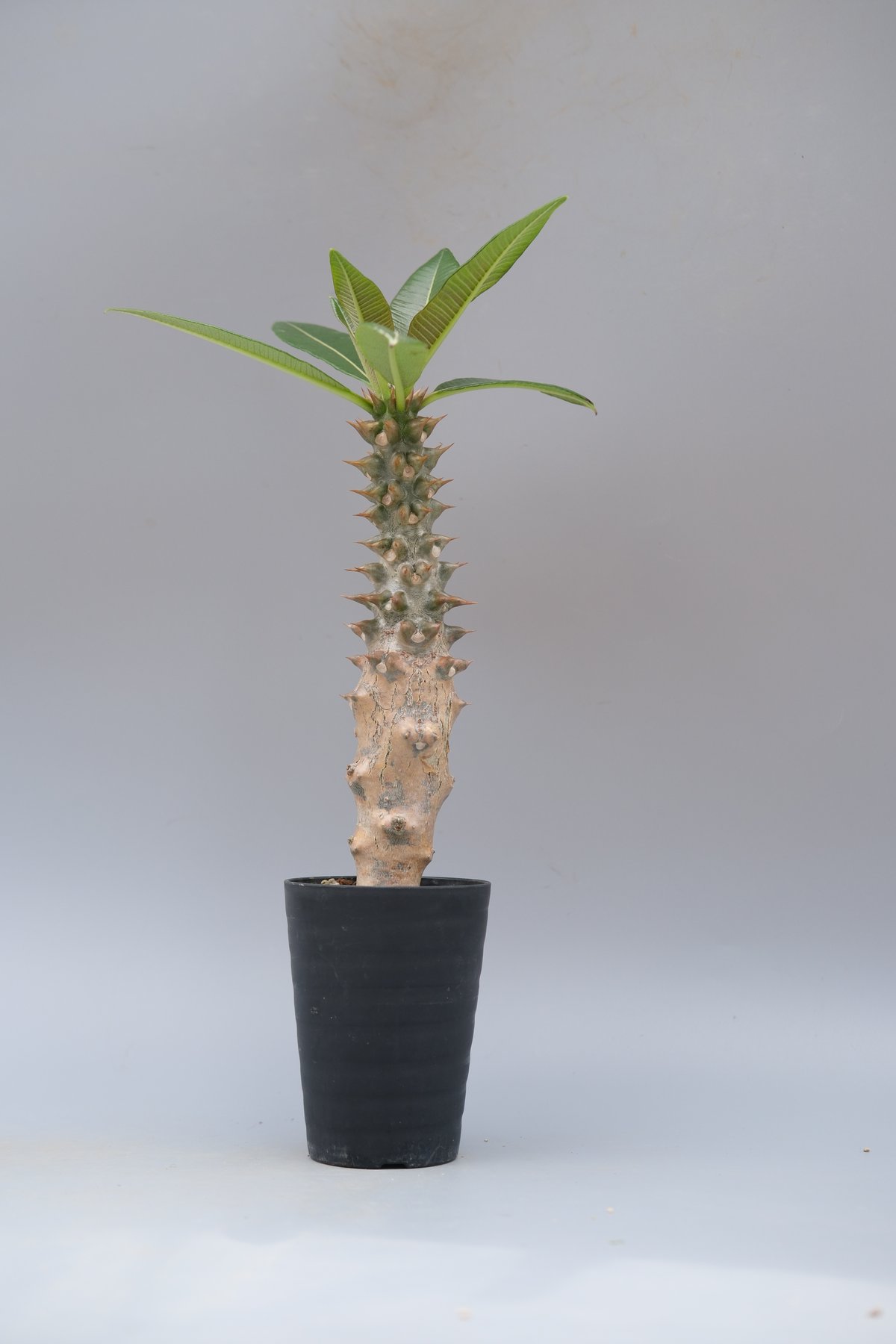 パキポディウム バロニー実生株028 Pachypodium baronii | Sunny