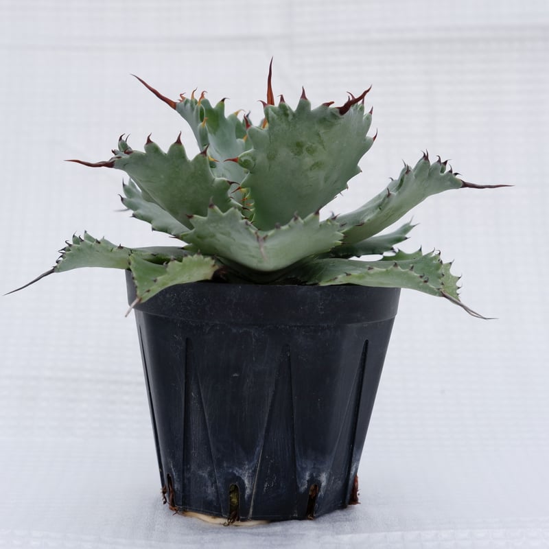 アガベ ポタトラム スポーン004 Agave Potatorum 'SPAWN' | Sun