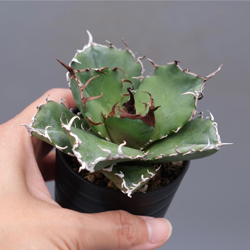 アガベ チタノタ 白鯨 Agave titanota white whale 199 | Su