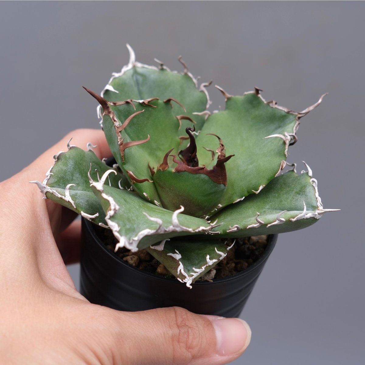 アガベ チタノタ 白鯨 Agave titanota white whale 199 | Su