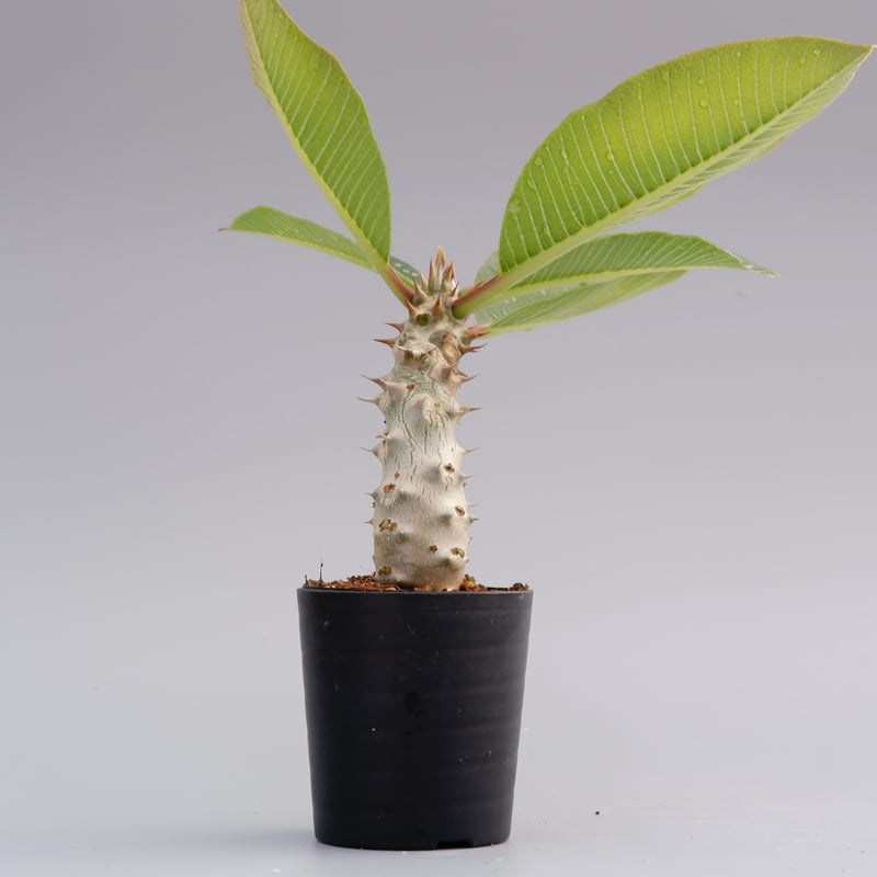 パキポディウム バロニー実生株016 Pachypodium baronii | Sunny パキポディウム バロニー実生株016 Pachypodium baronii | Sunny
