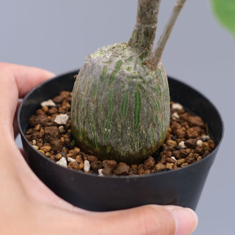 まんまる型 プセウド ボンバックス 050 Pseudobombax ellipticum |