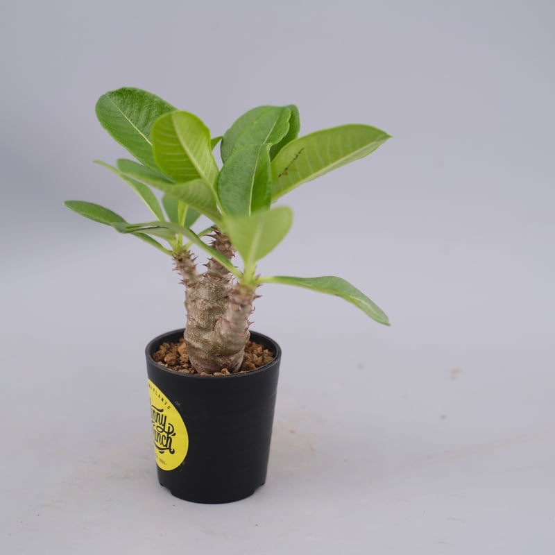 パキポディウム・ウインゾリー実生② Pachypodium Windsorii plants250522u30-247x296.jpg