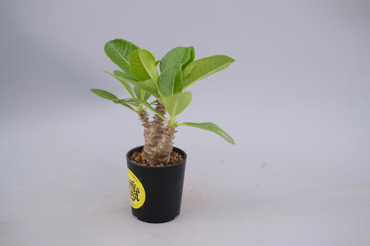 実生株 パキポディウム ウィンゾリー パキポディウム ウィンゾリー 実生株 060 Pachypodium windsorii