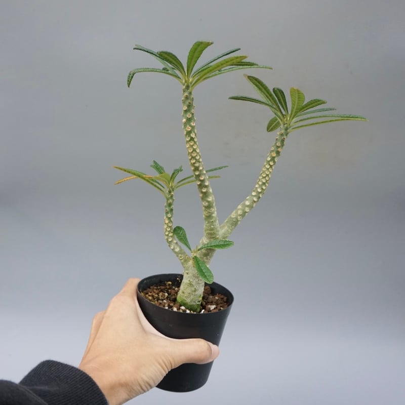 ドルステニア ギガス031 Dorstenia gigas | Sunny Branch