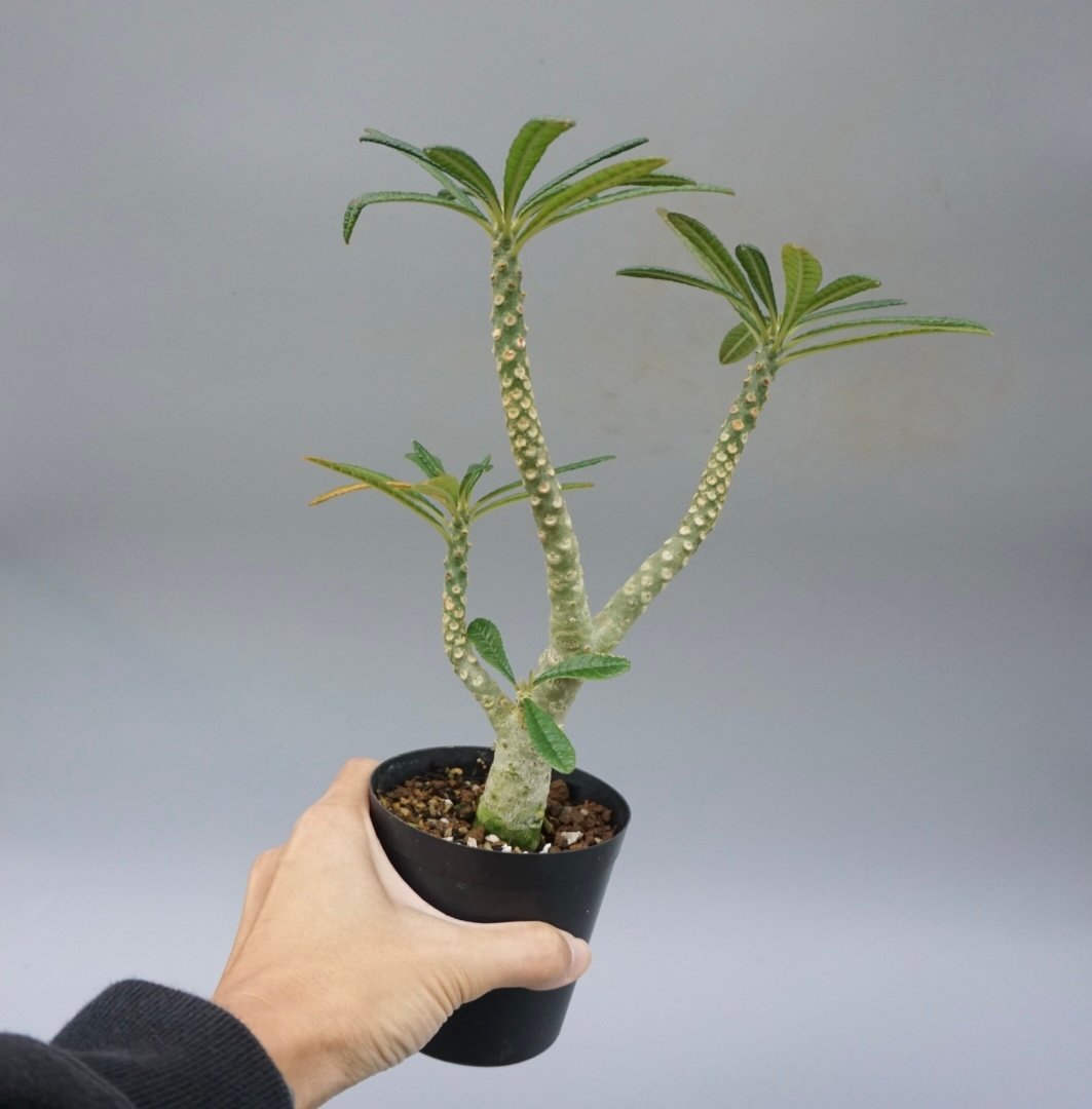 ドルステニア　ギガス その他観葉植物
