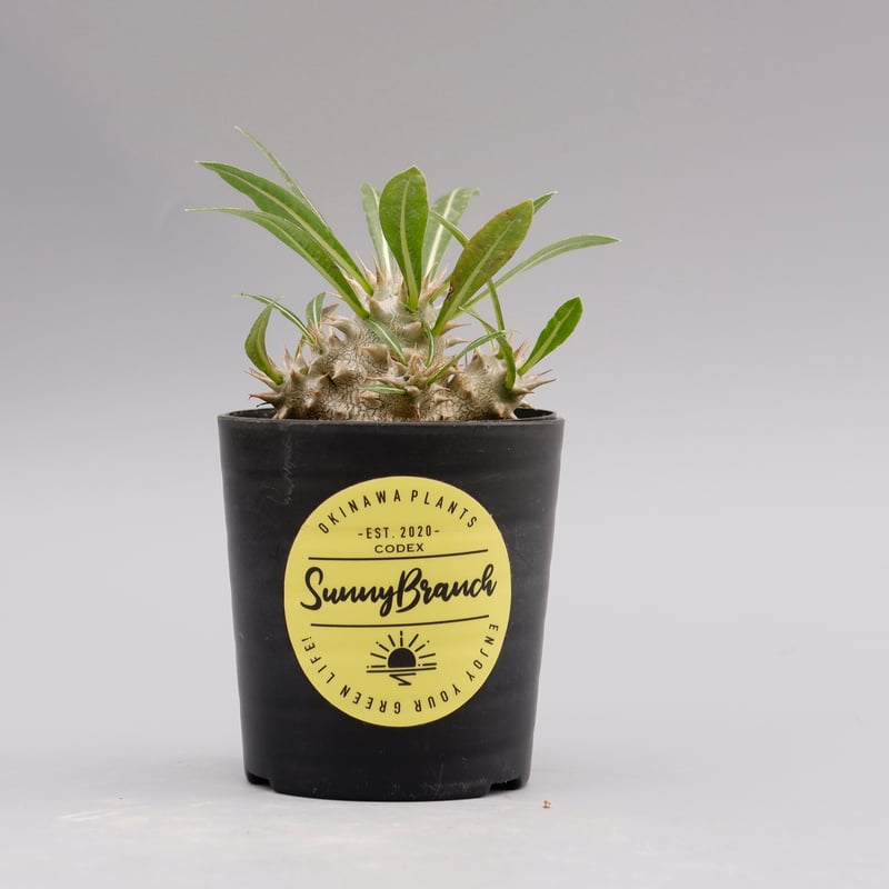 パキポディウム ロスラーツム 実生株 006 Pachypodium rosulatum