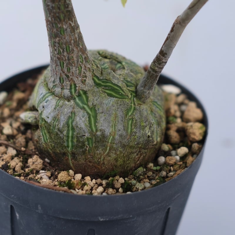 【最終値下げ】　ボンバックス まんまる型 プセウド ボンバックス 055 Pseudobombax ellipticum |