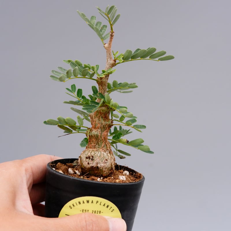 ブラック出品 センナメリディオナリス実生 センナ メリディオナリス 実生 | STELLA.PLANTS