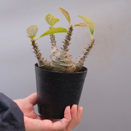 パキポディウムウィンゾリー | STORES