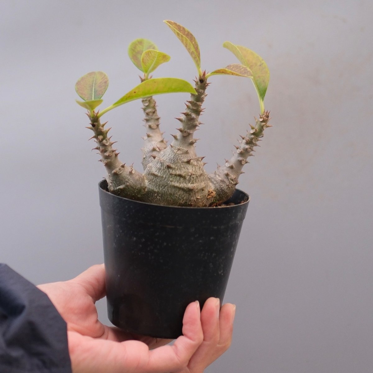 パキポディウム ウィンゾリー 実生株 124 Pachypodium windsorii |