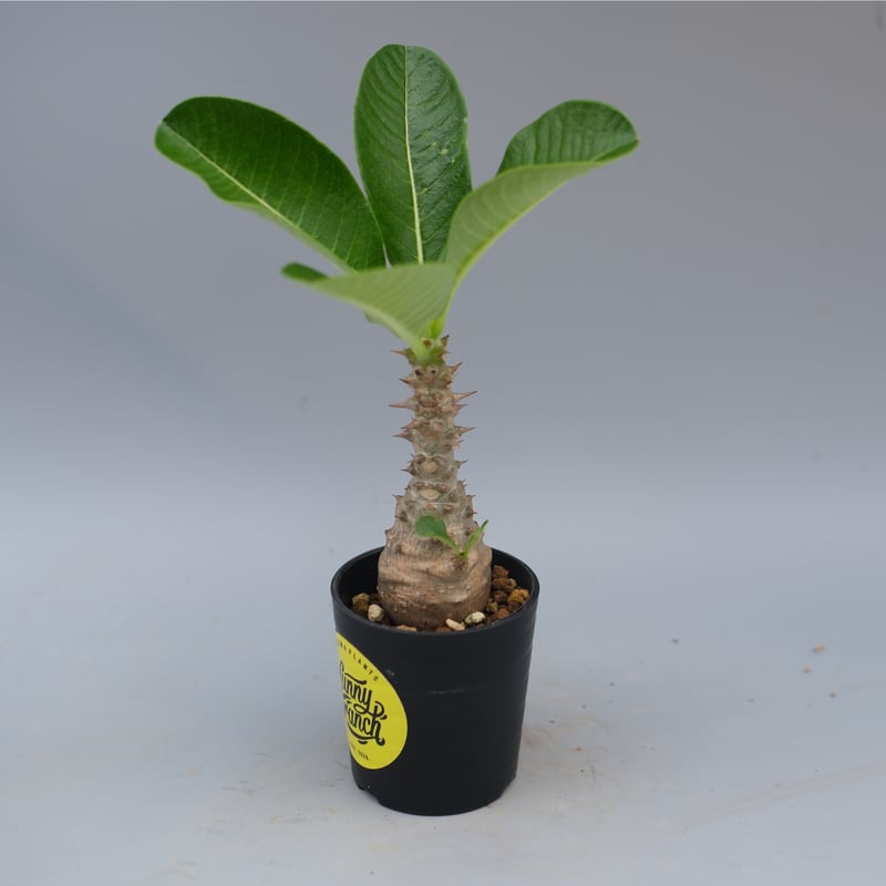 パキポディウム ウィンゾリー 実生株 056 Pachypodium windsorii |