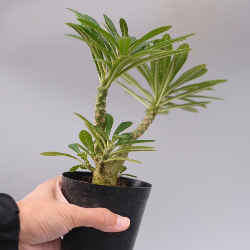 ドルステニア ギガス055 Dorstenia gigas | Sunny Branch