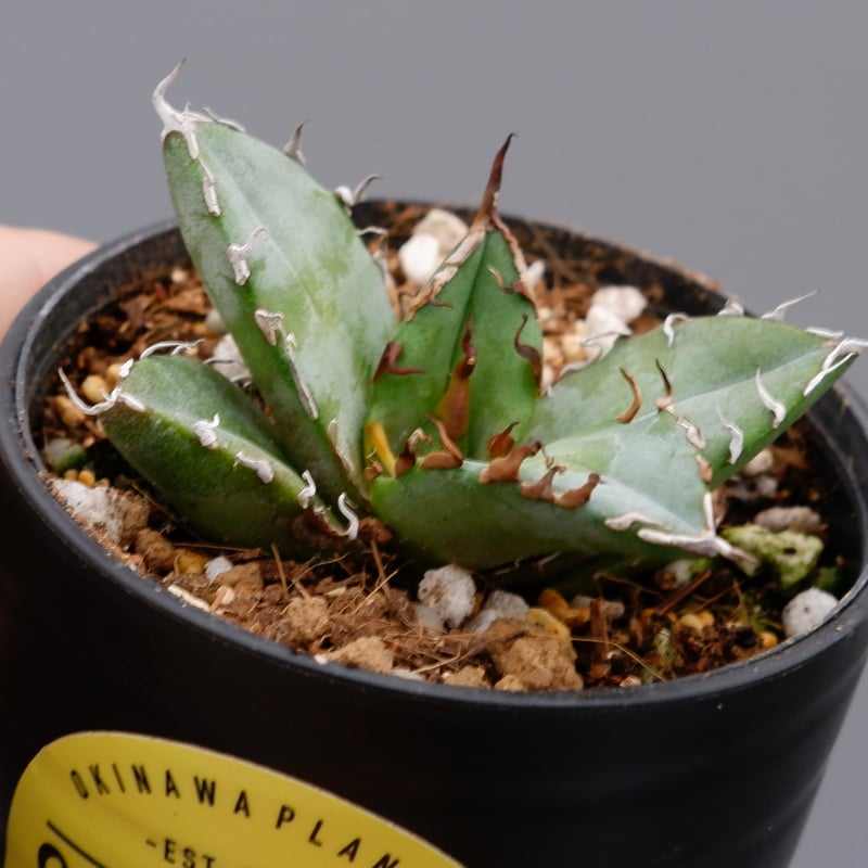 アガベ オテロイ 実生株 Agave oteroi seeding 067 | Sunny