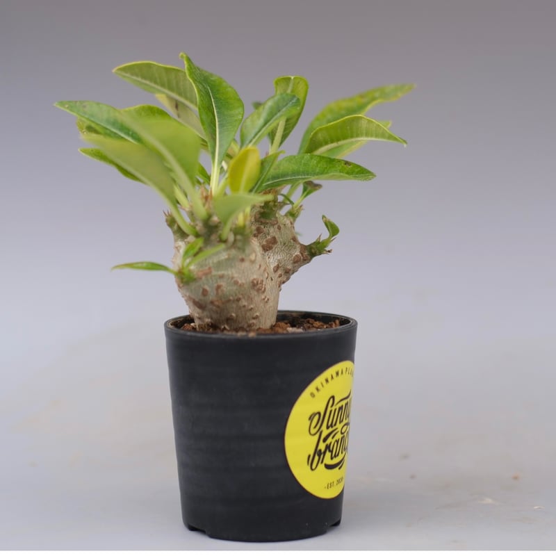 パキポディウム ウィンゾリー 実生株 113 Pachypodium windsorii |