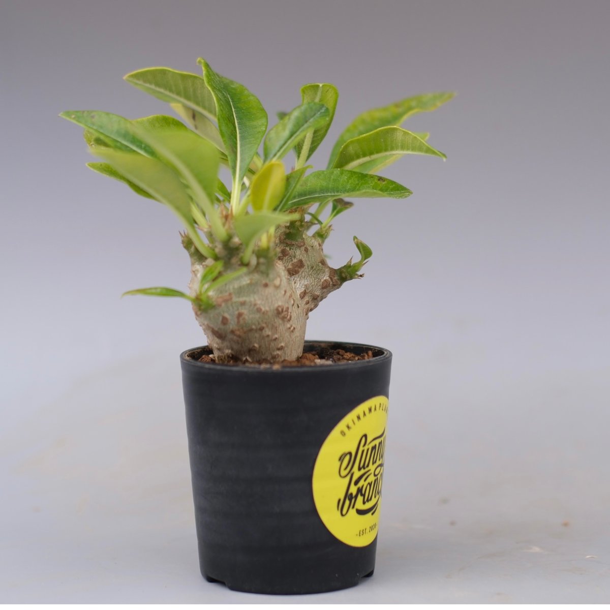 パキポディウム ウィンゾリー 実生株 113 Pachypodium windsorii |