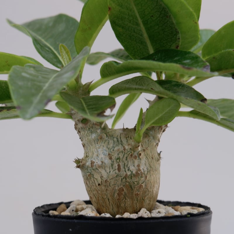 パキポディウム ウィンゾリー Sサイズ001 Pachypodium windsorii |