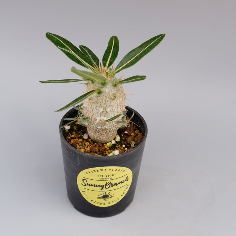 パキポディウム カクチペス 実生株 002 Pachypodium cactipes