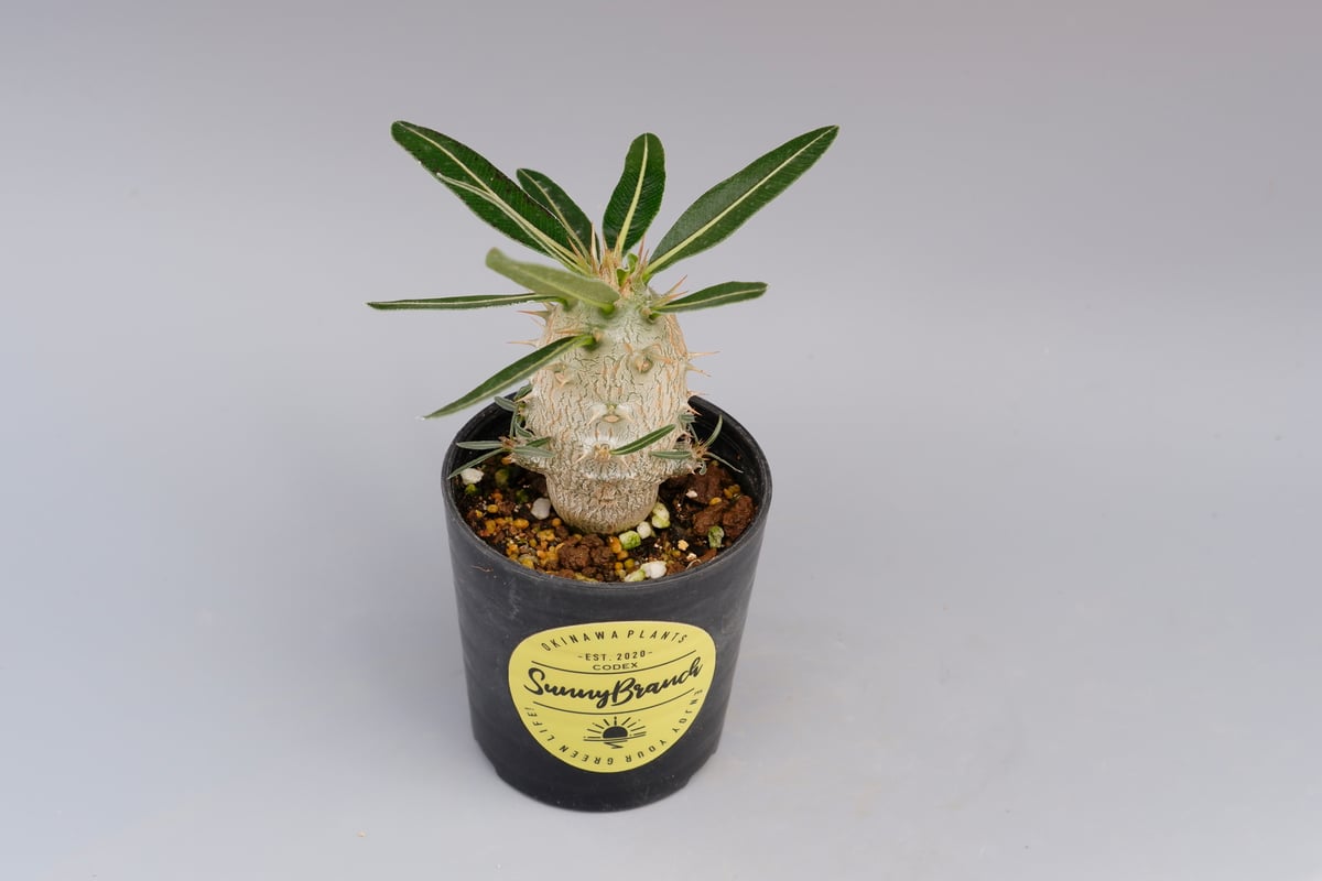 パキポディウム カクチペス 実生株 002 Pachypodium cactipes パキポディウム カクチペス 実生株 002 Pachypodium cactipes