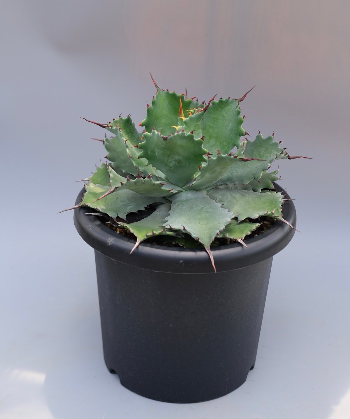 アガベ ポタトラム スポーン006 Agave Potatorum 'SPAWN' | Sun