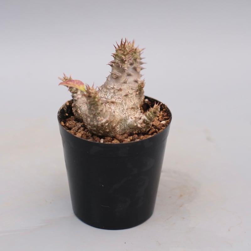 パキポディウム ウィンゾリー 実生株 127 Pachypodium windsorii |