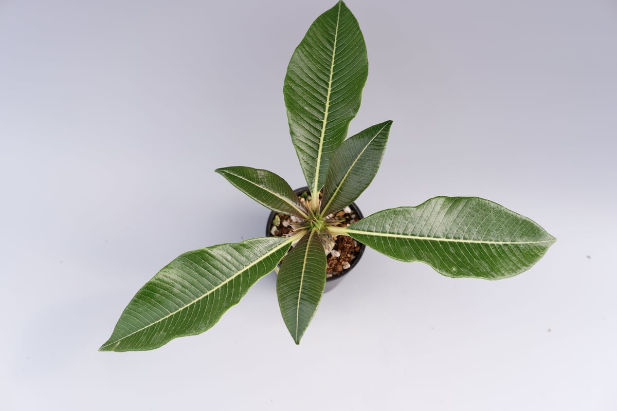 パキポディウム バロニー実生株 014 Pachypodium baronii | Sunn