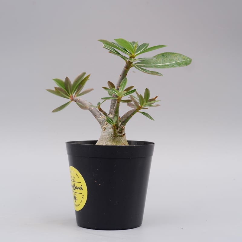 アデニウム ソマレンセ 実生株 Adenium somalense 004 | Sunny B