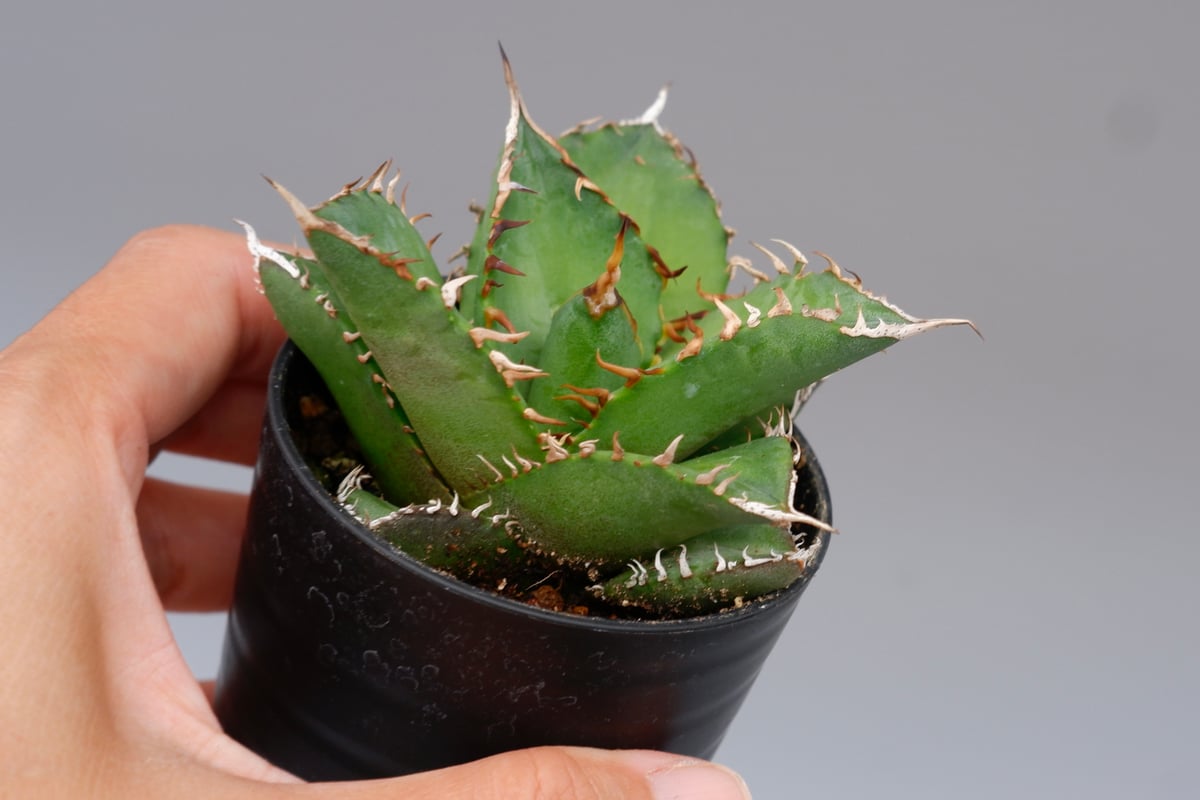 アガベ　チタノタ　海王 アガベ チタノタ 海王 Agave titanota 海王 007 | Sunny Branch