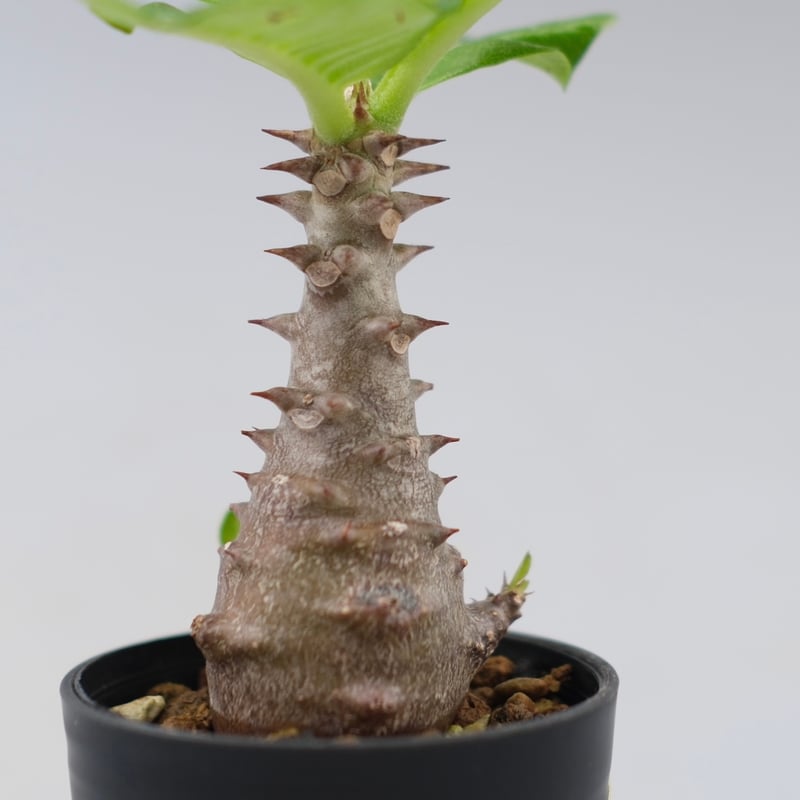 パキポディウム ウィンゾリー 実生株 030 Pachypodium windsorii |