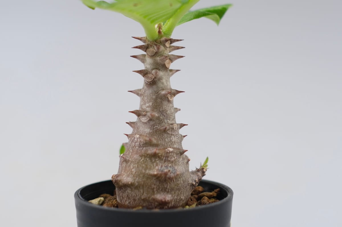 パキポディウム ウィンゾリー 実生株 030 Pachypodium windsorii |