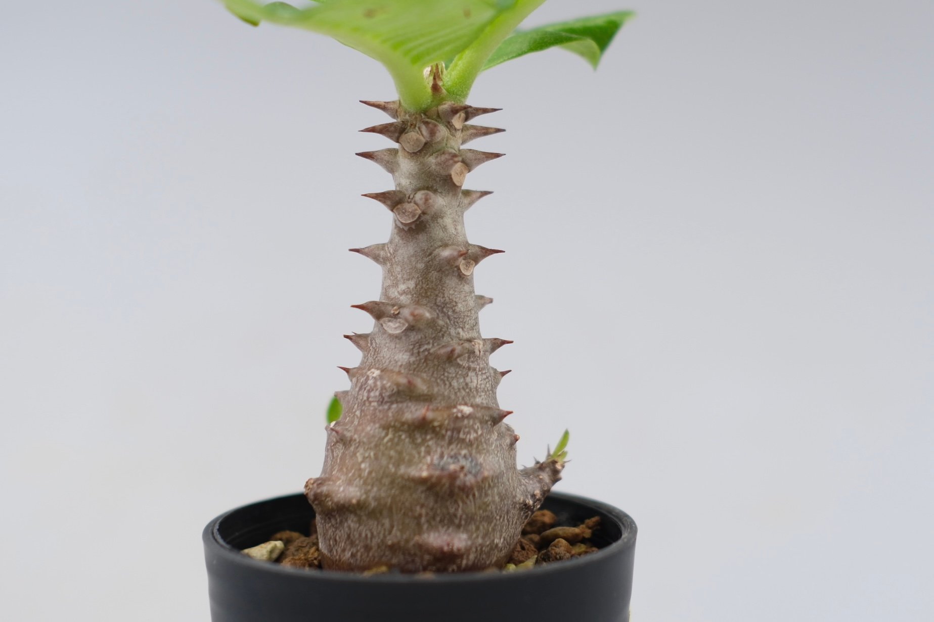 パキポディウム ウィンゾリー 実生株 030 Pachypodium windsorii |