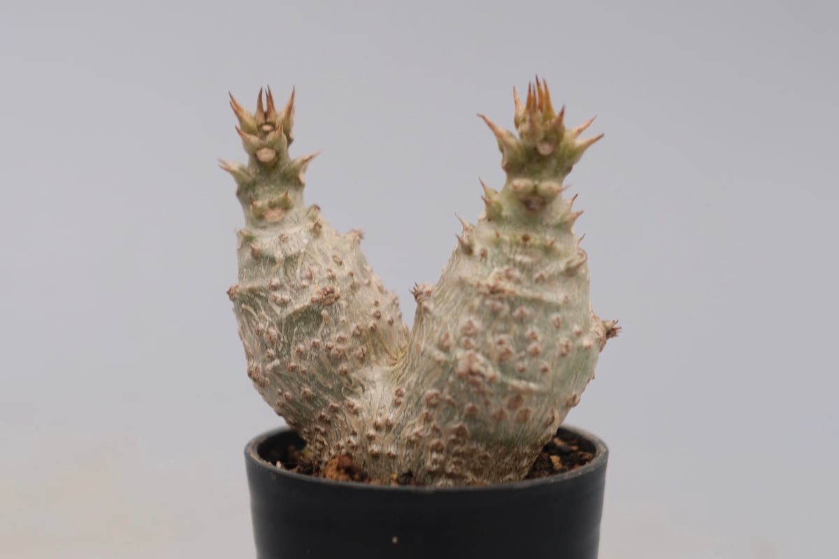 パキポディウム ウィンゾリー 実生株 132 Pachypodium windsorii |